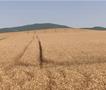Почна жетвата- земјоделците се загрижени поради ниските откупни цени