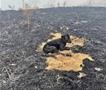 Пожарникарите спасија теле од пожарот на Китка