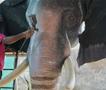 Роботски слонови ги заменија вистинските во 40 храмови во Индија- верниците поделени 