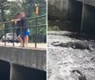 Ги снимала синовите на мост, кога наеднаш се појавил огромен алигатор (ВИДЕО)