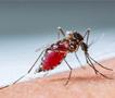 Се смирува нилската треска, нема нови примени на Инфективната клиника