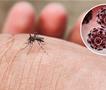 15 случаи на вирусот Западен Нил во Хрватска, 10 имаат тешка форма на болеста