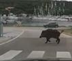 Крдо од 12 диви свињи се прошетаа низ центарот на Солун (ВИДЕО)