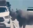 Сафари во Најроби: Разбеснет носорог го распарчува џипот, полн со туристи- возачот не мрда (ВИДЕО)