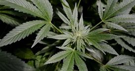 Почна фестивалот Шиваратри во Непал, кога забраната за пушење марихуана не важи