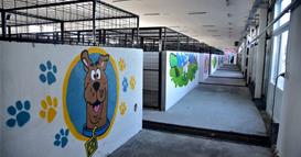 ЈП Лајка ја промовира иницијативата за привремено згрижување на бездомни кучиња