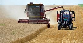 Кина најави рекордна жетва на житото