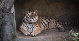 Од корона угина тигар во зоолошка во САД, пристигнат од Москва