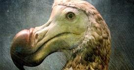 Компанија од САД: Го дешифриравме геномот на изумрената птица додо, може да ја вратиме во живот