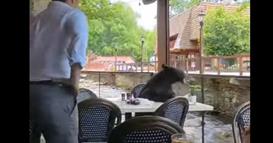 Мечка влезе во ресторан и учтиво седна на маса- келнерите не се појавија (ВИДЕО)