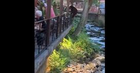 Мечка ненадејно се појави во преполн ресторан- се прошета меѓу масите, гостите шокирани (ВИДЕО)
