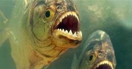 Страшен напад на пирани во Бразил- бебе остана без нога, повредени уште 6 лица (Вознемирувачко видео)