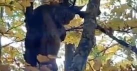 Рис снимен во Новосело - кичевско: Најголемата дива мачка на Балканот се искачи на дрво