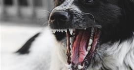 Куче усмртило бебе старо девет месеци: Полицајците ја опколиле куќата и затекнале вознемирувачки призори