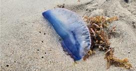 Итно предупредување на европска плажа: Никако да не го допирате ова суштество, опасно е и кога е мртво (ФОТО)