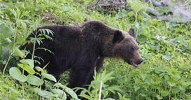 Јапонија знае како да ги избрка мечките: Со дронови што лаат
