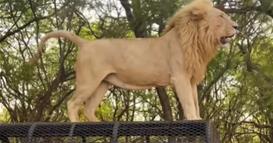 Драма на сафари: Лав скокна на покрив на џип, полн со туристи (ВИДЕО)