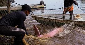 Откриена е причината за масовниот помор на делфините во Бразил: Водата беше потопла отколку во џакузи 