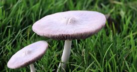 Десетина граѓани завршиле на Токсикологија по конзумирање на отровни диви печурки 