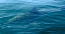 Ајкула од пет метри е снимена во близина на популарно летувалиште, за научниците тоа е одлична вест