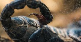 Неверојатно откритие: Отров на амазонската скорпија е моќно оружје во борба против рак на дојка 