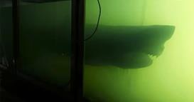 Истражувал напуштена зоолошка градина, кога здогледал нешто морничаво (ВИДЕО)