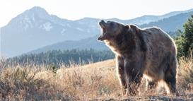 Канада: Неколкумина повредени откако гризли мечка нападна деца од основно училиште