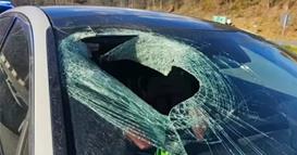 Орел ѝ фрлил мачка врз автомобил во движење- полицајците не можеле да поверуваат кога им побарала помош 