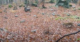 Видео: Камери забележале мајка рис со малечко во НП Шар Планина