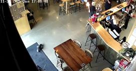 Фока не сака да излезе од кафуле- сопственичката му нарача лосос: Мислев дека е куче (ВИДЕО)