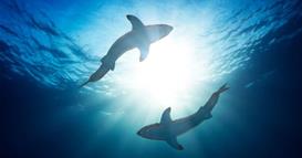 Стотици ајкули ги демнат нуркачите во плитките води на Австралија (ВИДЕО)