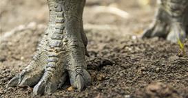 Откриени се илјадници траги на диносауруси, стари 210 милиони години- научниците зачудени 