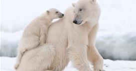 Поларните мечки користат „гени за брзо препишување на својата ДНК“ за да го преживеат топењето на глечерите