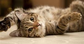 Студија открива: Мачките почесто мјаукаат на мажи отколку на жени