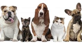 Домашните миленици можат да имаат исто толку позитивно влијание врз менталното здравје како и брачниот партнер