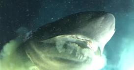 Снимка од „морско чудовиште“ направена од подморница го преплаши интернетот