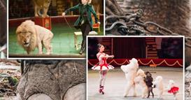 Крај на една ера: Од 2028. циркусите во Франција нема да користат животни на настапите  