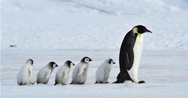 Промена во сезоната на парењена пингвините поради климатските промени