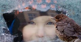 На прозорецот често ви слетуваат птици – Ова воопшто не е случајно, обратете внимание дали е гулаб или врапче