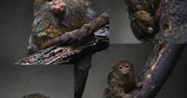 Џуџестите мармозети - нови жители во Зоолошката градина - Скопје