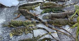 Видео: Игуани во Флорида „зашеметени од ладно“ паѓаат од дрвјата 