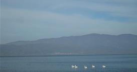 Лиски, галеби и корморани се најзастапените дојрански водни птици, кои ја задржале бројноста во последните пет години