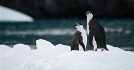 На Антарктикот се шири опасен сој на птичји грип