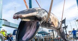 Огромно суштество е извадено од луксузна марина- телото од 6,5 тони го извлекуваат со дигалка (ВИДЕО)