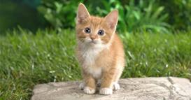 Истражување: Клучот за лекување на ракот може да лежи кај мачките