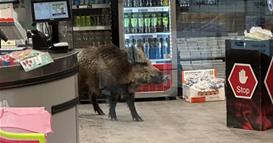 Дива свиња три часа се шетала низ трговски во Берлин- полициски тимови едвај ја избркале (ВИДЕО)