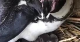 Во скопската Зоолошка градина се роди пингвинче