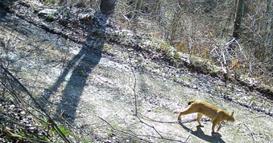 Регистрирани две нови единки балкански рис на Шар Планина - сега се вкупно пет