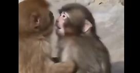 Отфрленото мајмунче од Зоолошката градина во Јапонија, во моментов ужива во животот