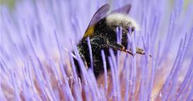 Пчелите често заспиваат во цветовите кога ќе се изморaт 